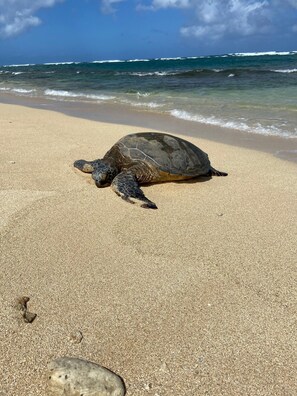 Beach nearby, sun-loungers, beach towels