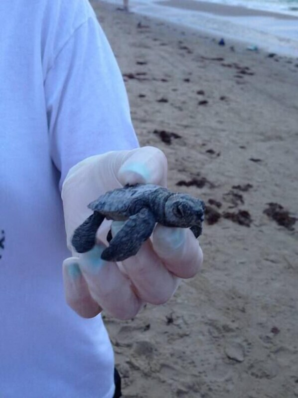 A person holding a turtle on a sandy beach. - Beachfront 4th floor, king, private balcony, pool, hot tub, BBQ (South Padre Island)
