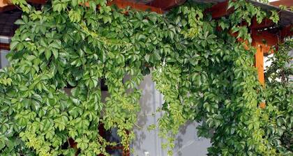 Gallery Studios for 2-3 persons / 37 sqm + 18 sqm veranda #2