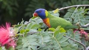Ein Vogel mit blauem, gelbem und grünem Gefieder sitzt auf einem Zweig, umgeben von grünen Blättern.