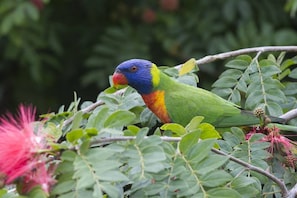 A bird with blue, yellow, and green plumage perched on a branch surrounded by green leaves.