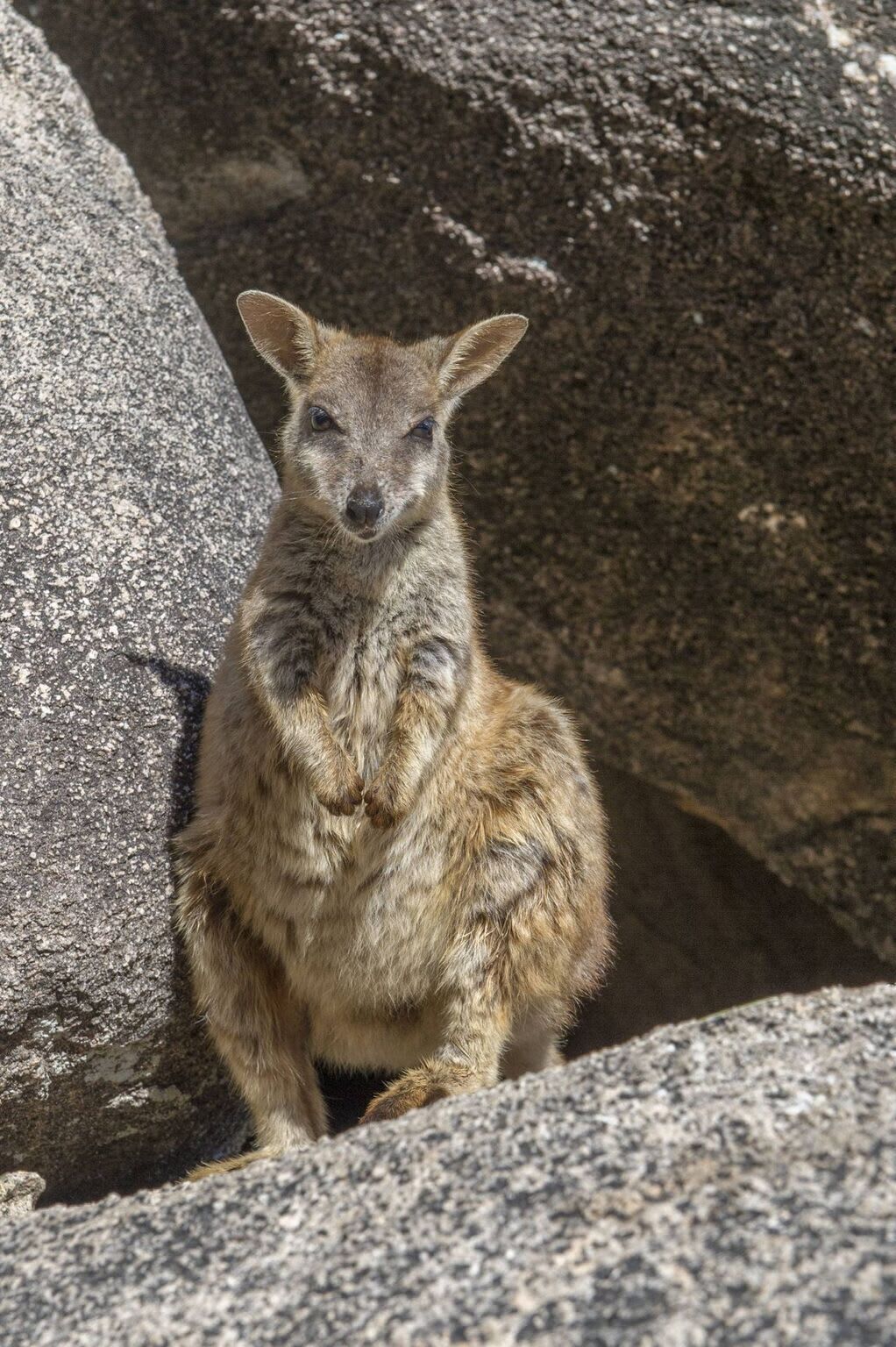 Un kangourou se tient debout sur une surface rocheuse.