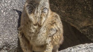 Ein Känguru steht auf einer felsigen Fläche.