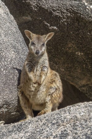 A kangaroo standing on a rocky surface.