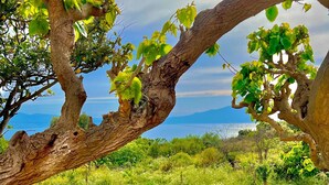 A view of a grassy field with a wooden fence and a tree branch overhead. - Poseidon Apartments (Platanias)