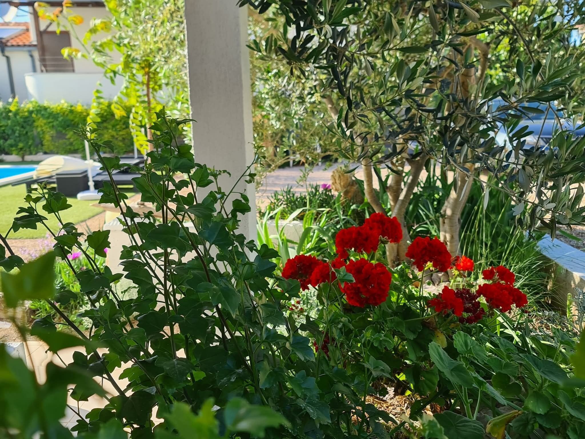 A garden with red flowers, a pool, and a white pillar.