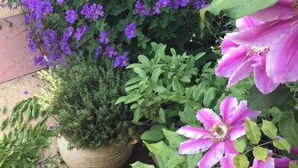 A garden with various potted plants, including purple flowers and a large green shrub. - Cosy Cottage Sleeps 6 Suit Families, Contractors, Couples (Chesterfield)