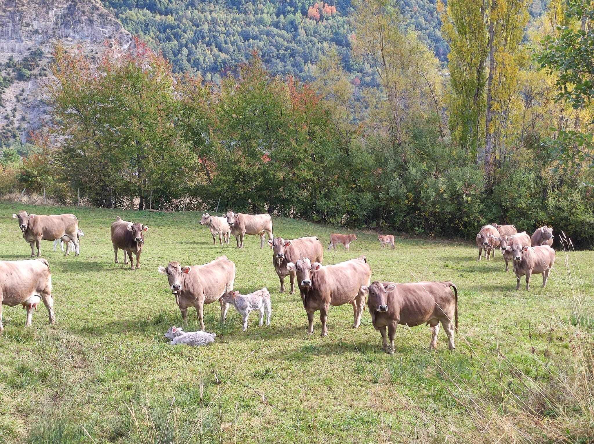 Eine Herde Rinder grast auf einer Wiese, im Hintergrund ein bewaldeter Hügel.