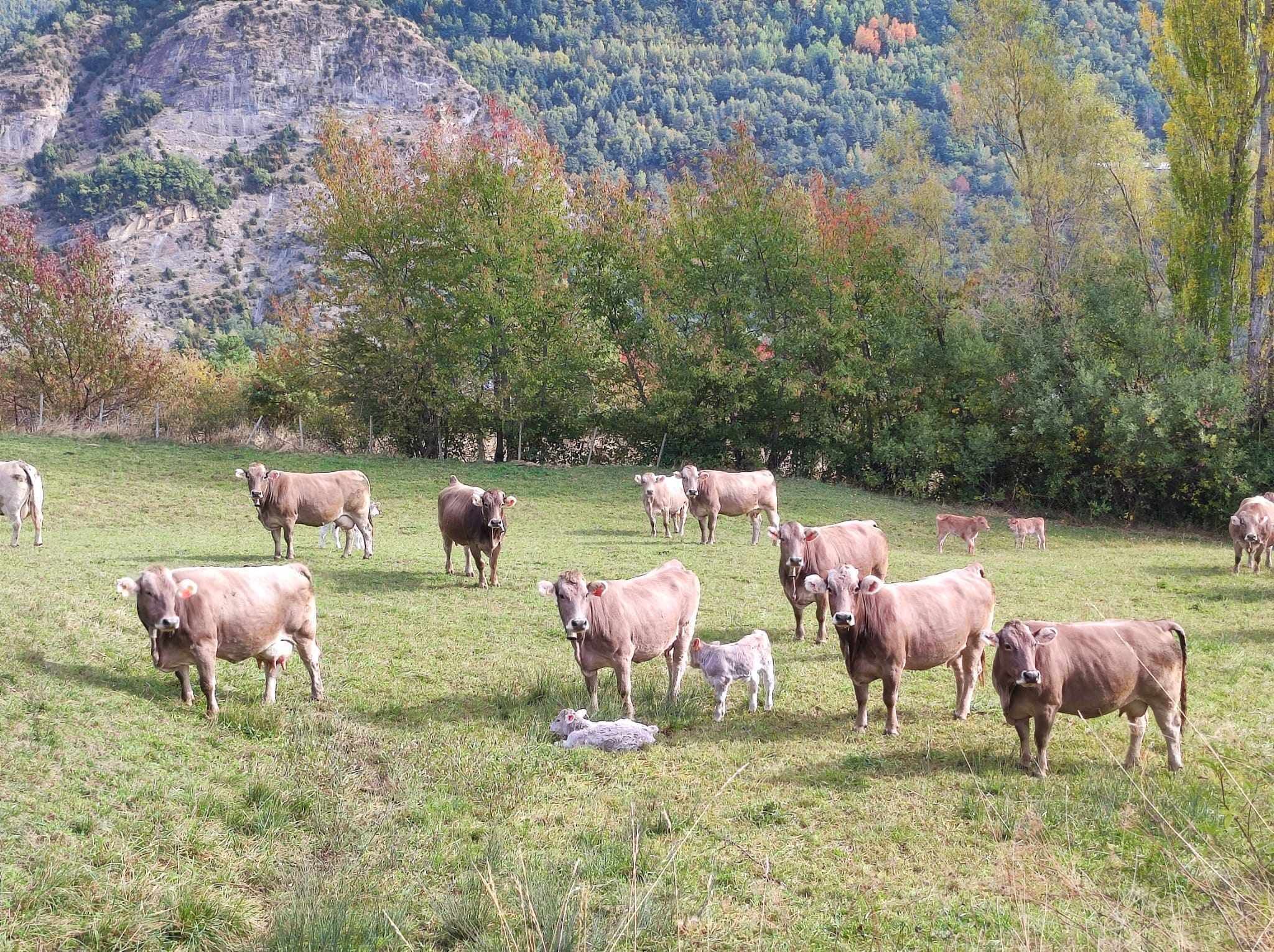 A grassy field with cows and trees in the background.