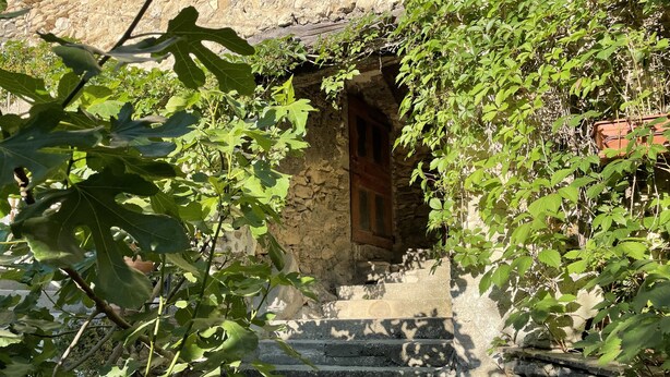 A stone staircase leading to a wooden door, surrounded by greenery.