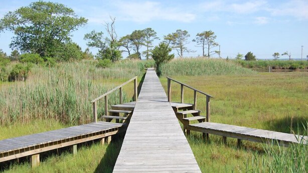 A wooden boardwalk leading through a grassy area with trees and a clear sky. - Nature's Retreat- Waterview with Shared Crabbing Pier (Chincoteague)