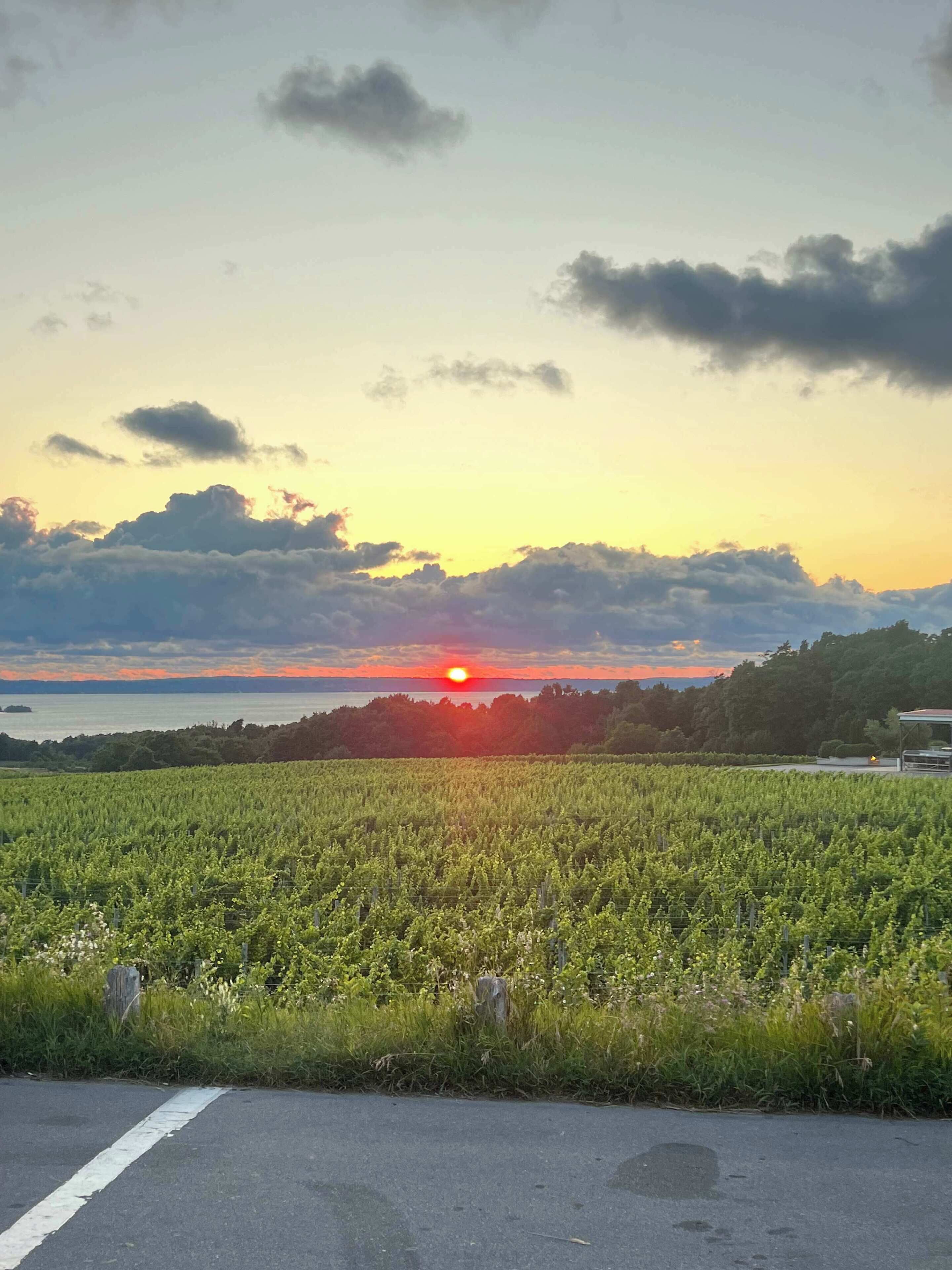Viñedo con hileras de vides, un camino en primer plano y un atardecer al fondo.