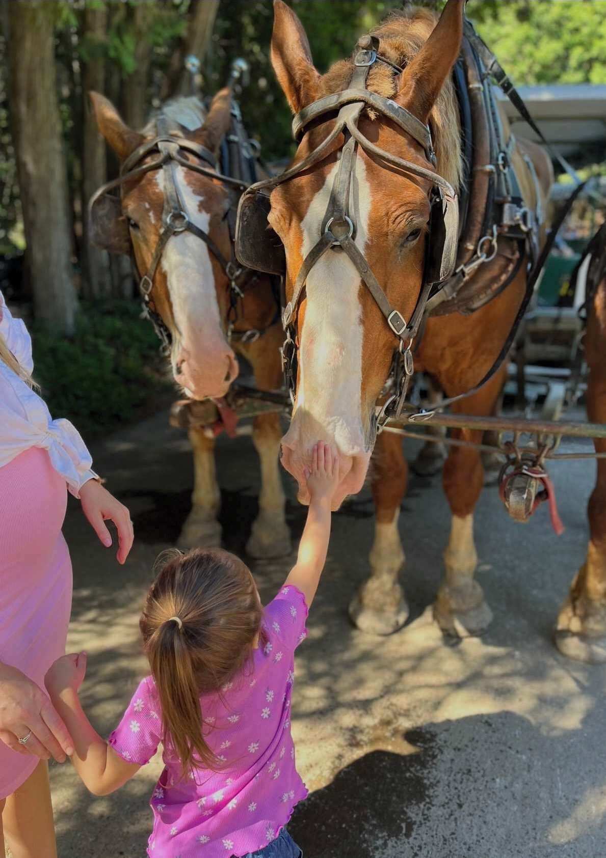 Une personne caresse un cheval.
