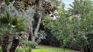 Un jardín exuberante con diversas plantas y árboles, incluyendo palmeras y un gran árbol con frutos verdes.