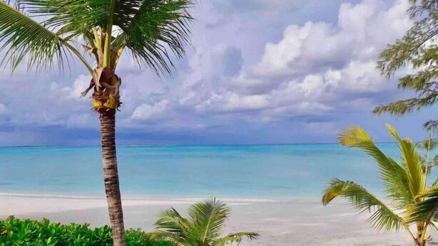 A beach with clear turquoise water, palm trees, and a cloudy sky. - Henry Louise & The Parrot (Moss Town)