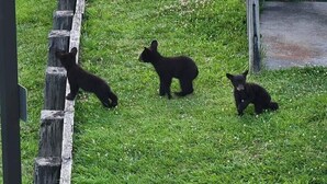 Tres osos en un área cubierta de césped, con una valla de madera y un camino de concreto.