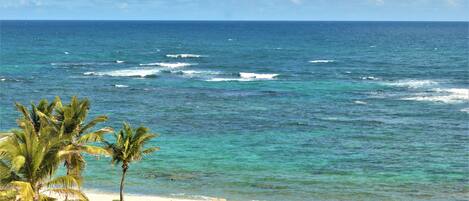 A coastal view with a clear sky, ocean waves, and palm trees.