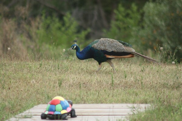 A peacock walking in a grassy area with a colorful ball toy on the ground. - Description (La Clotte)