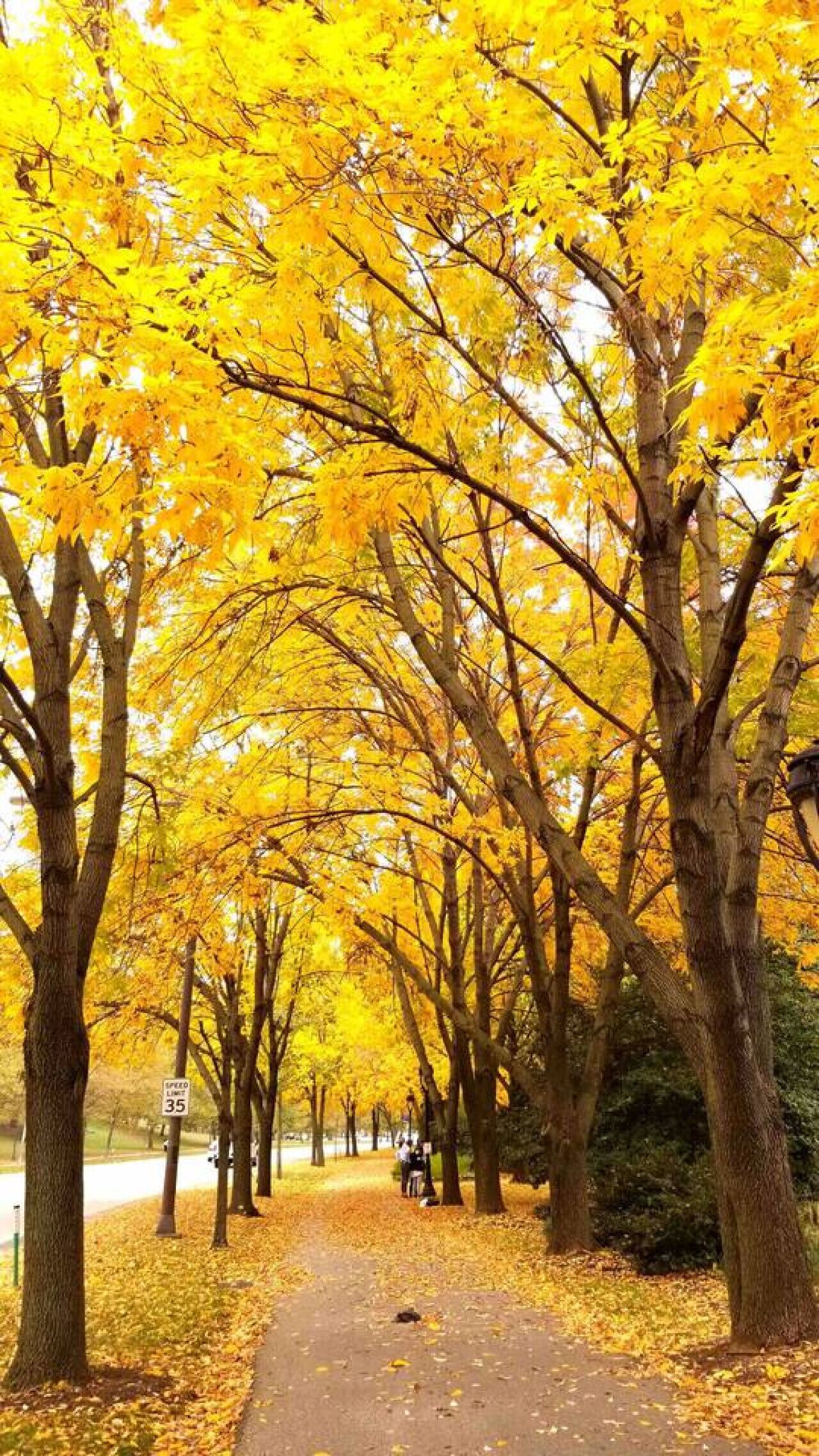 A pathway lined with trees displaying yellow foliage, a speed limit sign, and a few people walking.