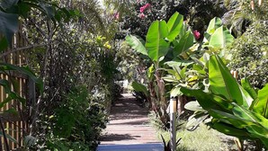 A wooden pathway flanked by lush greenery and trees, leading to a building.