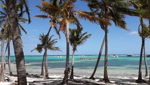 A beach with palm trees and clear turquoise water.