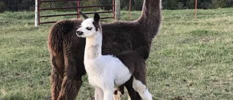 Two llamas standing on a grassy field with a wooden fence and trees in the background.