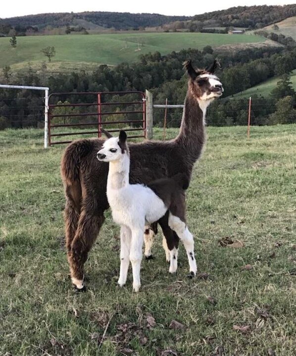 Rumah (Llama House -**Self distance in peace) | Halaman properti