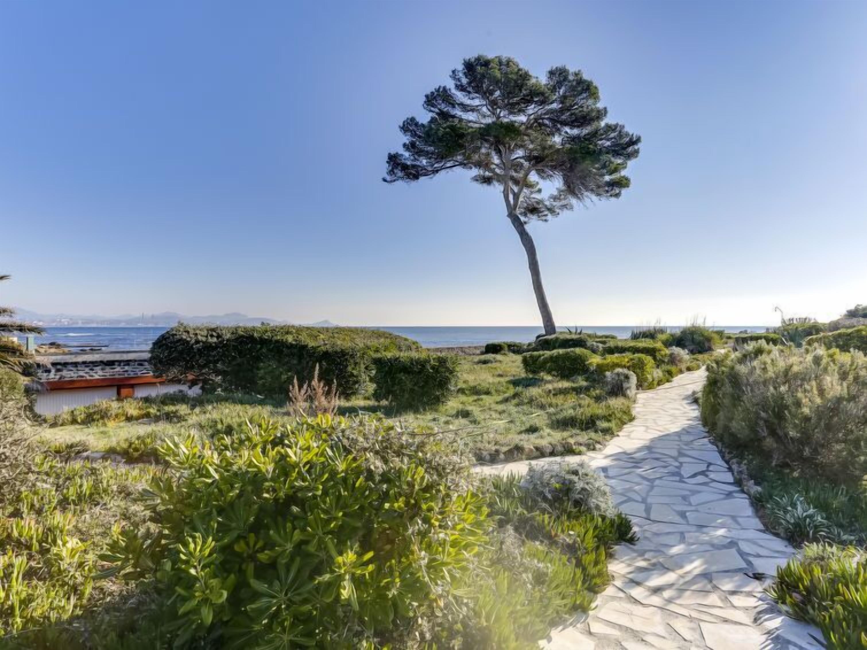 En sti af sten før til et kystområde med et stort træ og frodig vegetation.