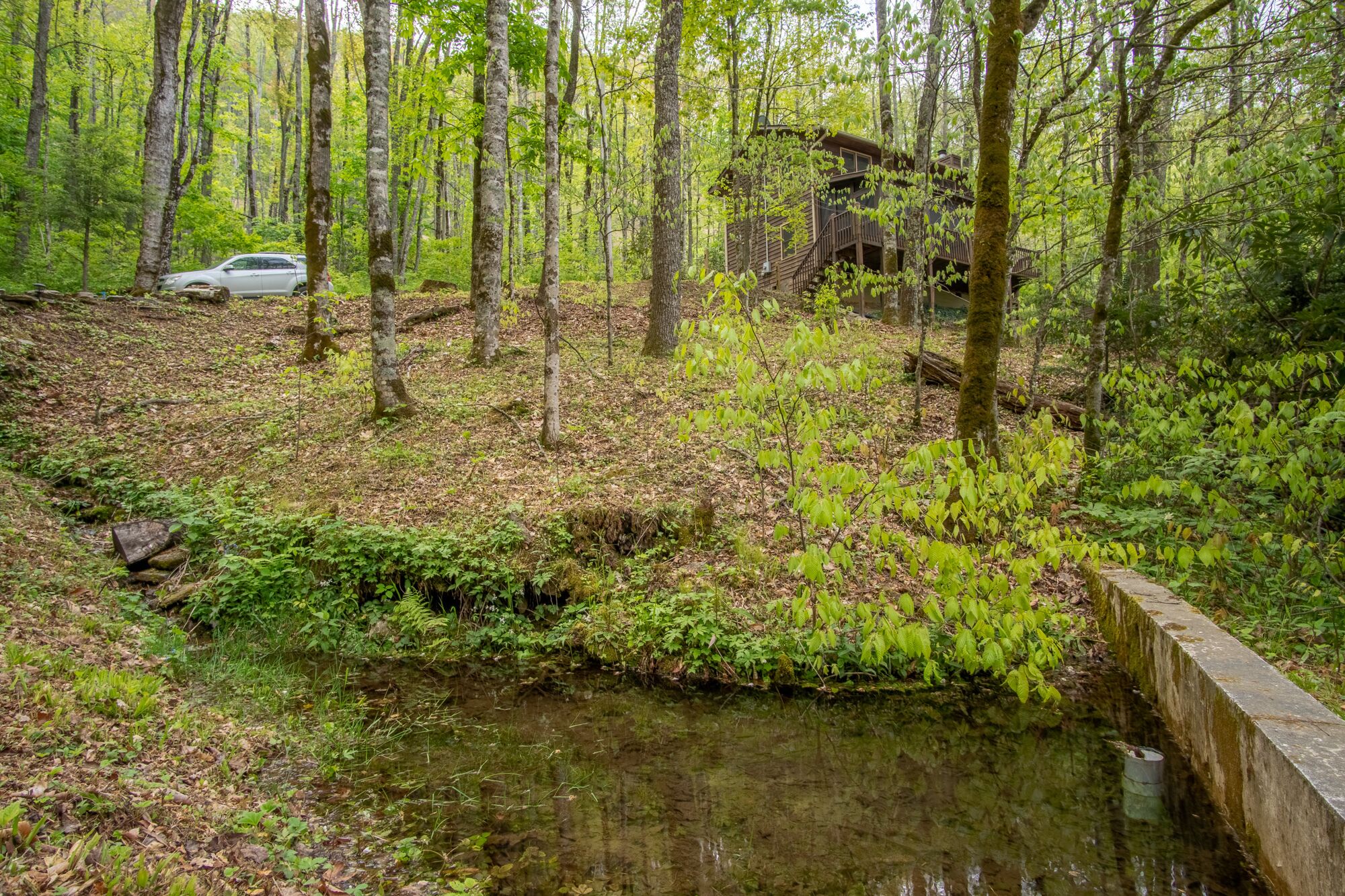Une zone boisée avec un petit ruisseau et une structure en bois.