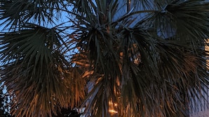 Una palmera con luces alrededor del tronco, frente a un edificio con cerca blanca y un porche.