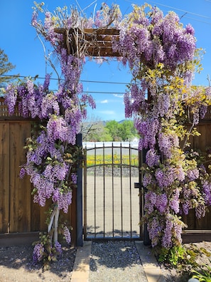 A wooden pergola with purple flowers, a metal gate, and a gravel path.
