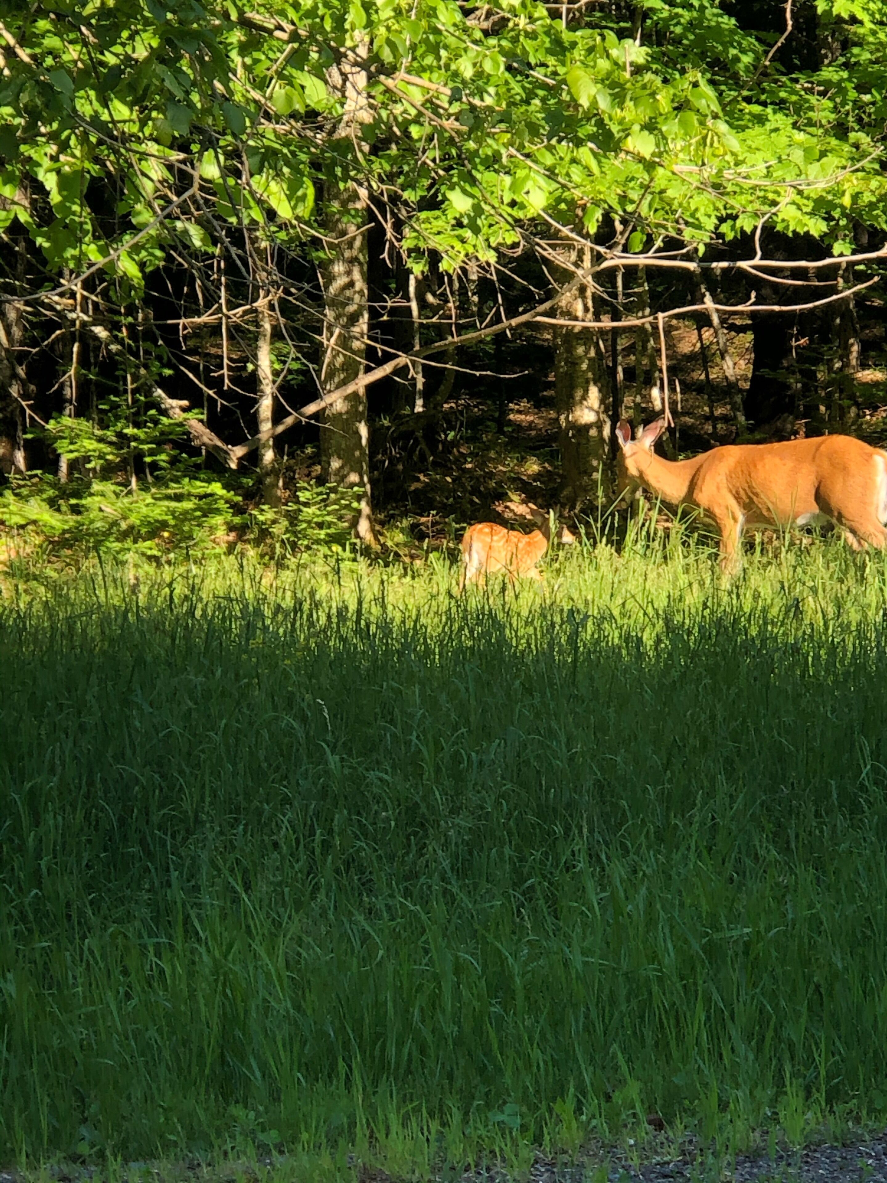 A deer in a grassy field with trees in the background.