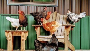 Ein hölzerner Stuhl, auf dem Hühner sitzen und ein weiteres Huhn davor steht.