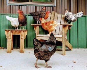 Terrain de l’hébergement 