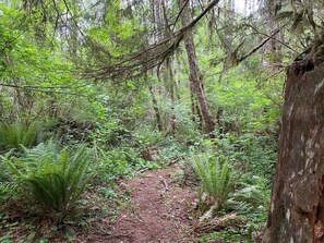 A forest trail with dense greenery and ferns.