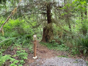 A forested trail with a wooden sign indicating a distance of 16 miles.