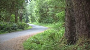 Una strada stretta e tortuosa circondata da una fitta foresta.