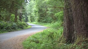 Eine schmale, kurvenreiche Straße, umgeben von dichtem Wald.
