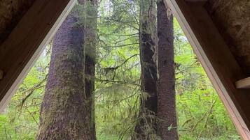 A triangular window framing a dense forest view.