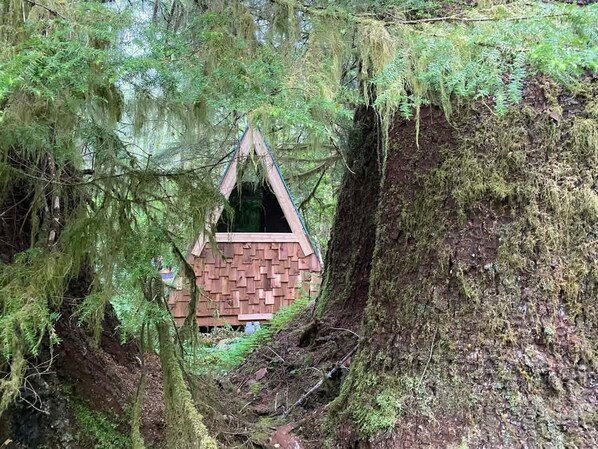 A treehouse with a triangular roof nestled among moss-covered trees.
