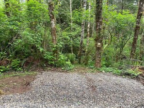 Une zone de gravier entourée d'une forêt dense, avec de grands arbres et des fougères.