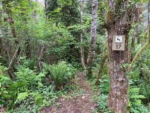 A forested area with a sign indicating a tent site number 17.