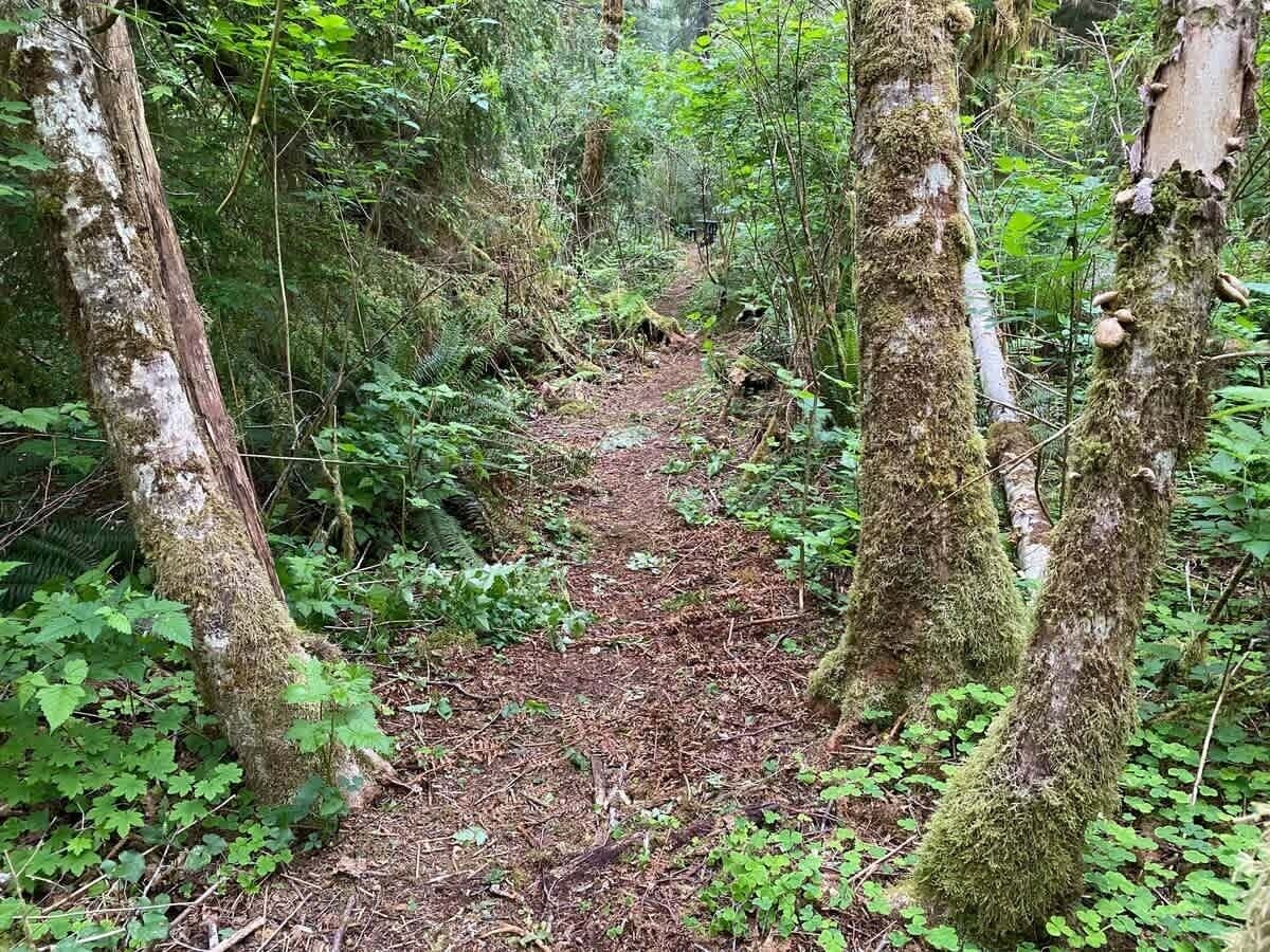 A forest trail surrounded by trees with moss-covered trunks.