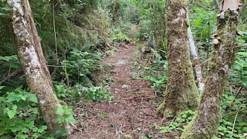 Sendero boscoso rodeado de árboles con troncos cubiertos de musgo.