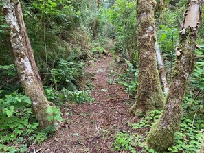 Un sentier forestier bordé d’arbres dont les troncs sont recouverts de mousse.