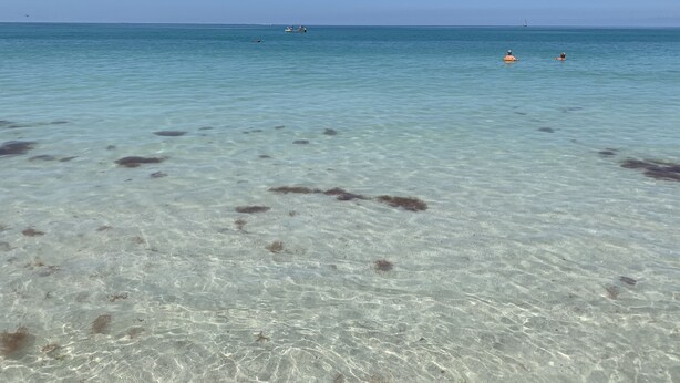 Una playa despejada con algas marinas visibles en la arena y algunos barcos a lo lejos.