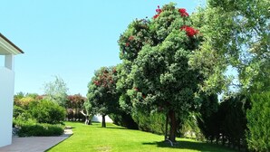 Ein gepflegter Garten mit verschiedenen Bäumen und Sträuchern, einem gepflasterten Weg und einem weißen Gebäude.