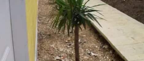 A wooden deck with a small palm tree, a concrete pathway, and a fence in the background.