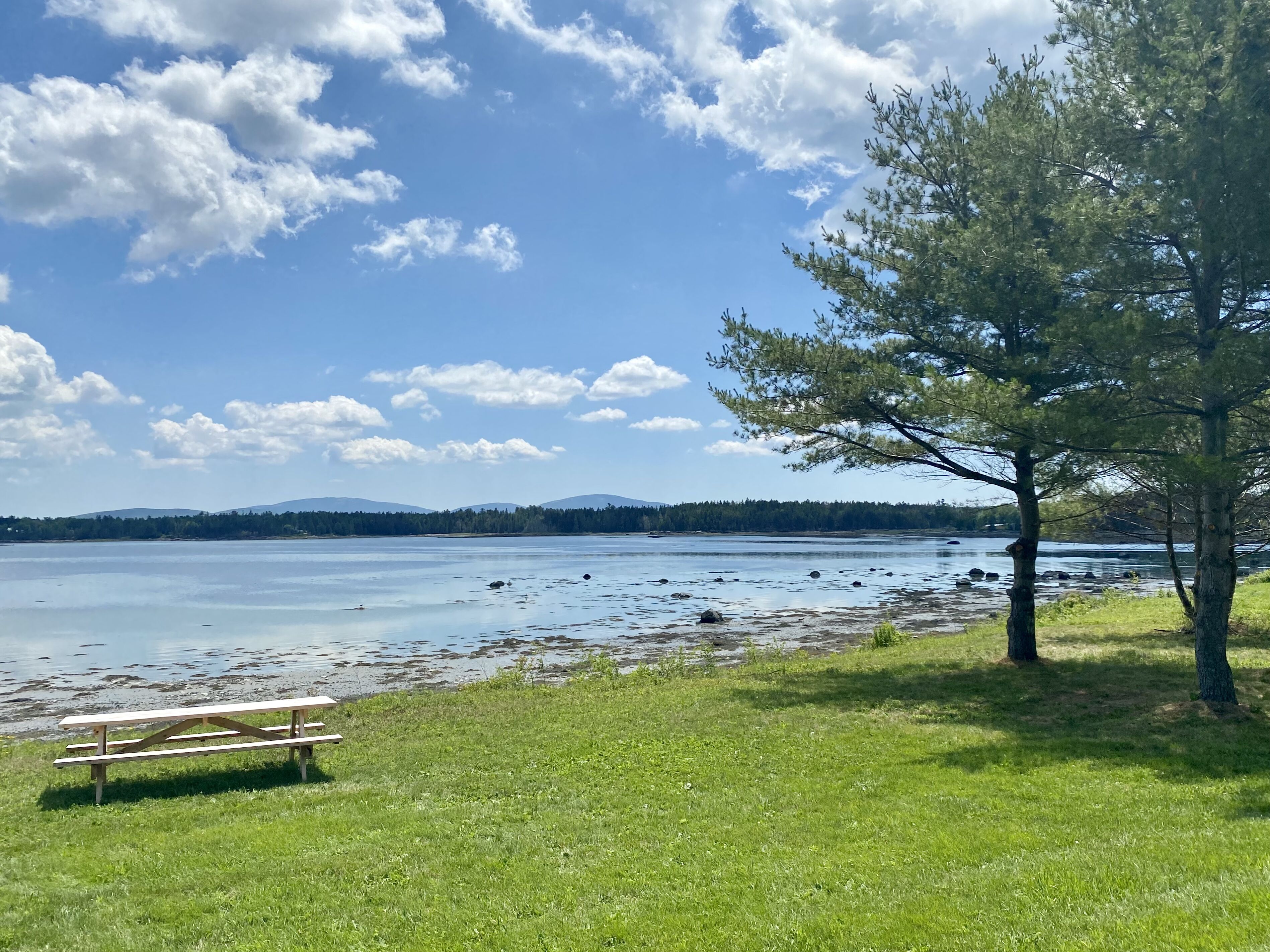Ein Picknicktisch und ein Baum an einem See unter blauem Himmel.