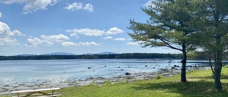 A picnic table and a tree by a lake with a clear sky.